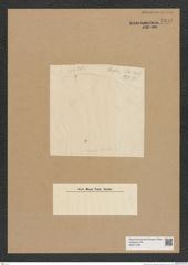 Diatomeae indet. Zeichnungen Sammlung Grunow Nr. 7991 (NHMW-BOT-W0377285)